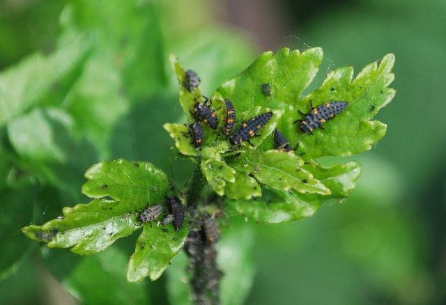 ospiti delle larva di coccinella